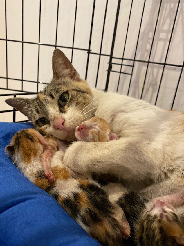 🏡 SPCA International