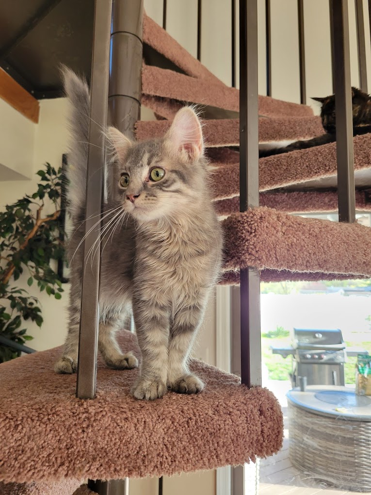 Montville Animal Shelter