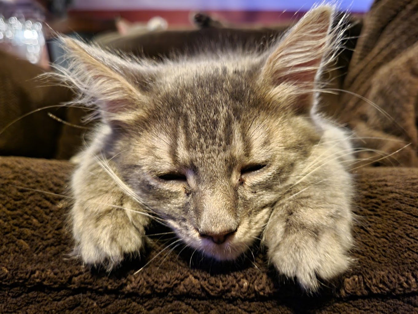 Montville Animal Shelter