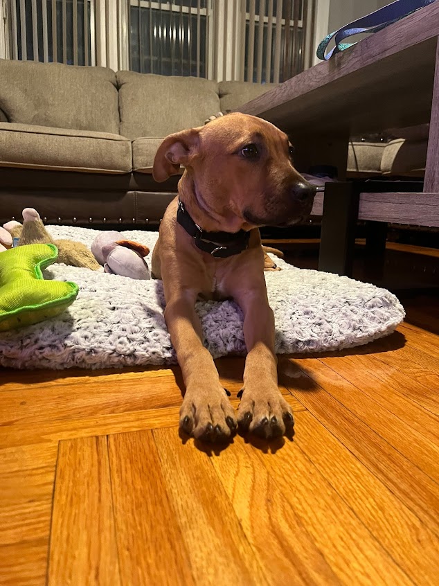 🏡 Animal Care Centers of NYC – Brooklyn