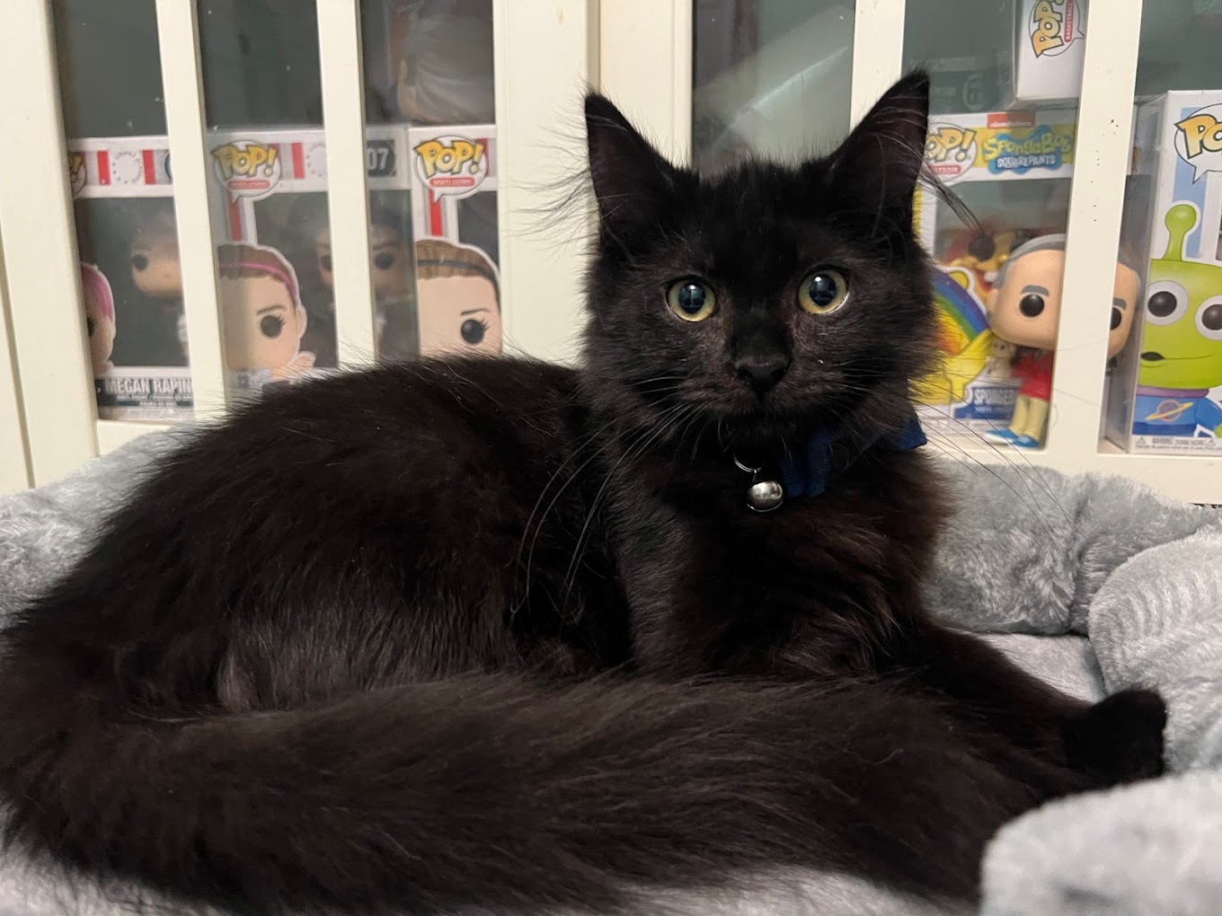 New Beginnings Animal Rescue