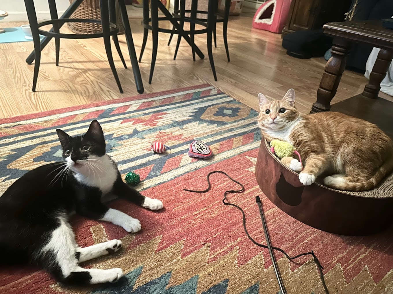 New Beginnings Animal Rescue