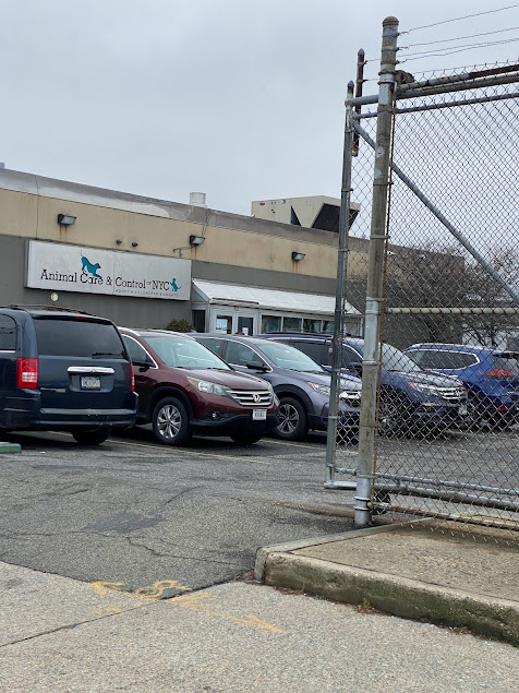 🏡 Animal Care Centers of NYC – Brooklyn