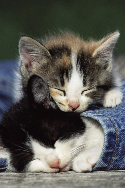 Royal Oak Animal Shelter