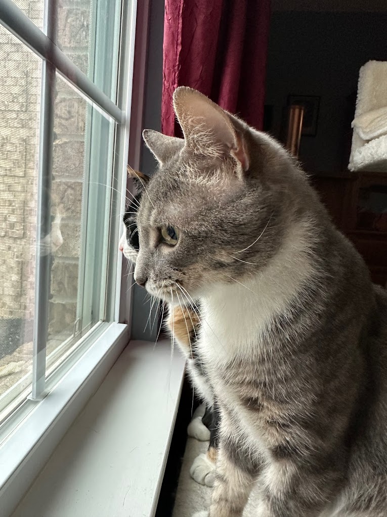 New Beginnings Animal Rescue